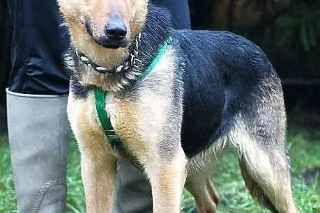HEKSA - owczarkowata, sympatyczna sunia do adopcji