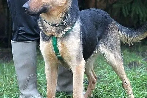 HEKSA - owczarkowata, sympatyczna sunia do adopcji