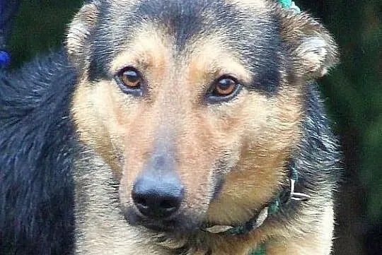 HEKSA - owczarkowata, sympatyczna sunia do adopcji