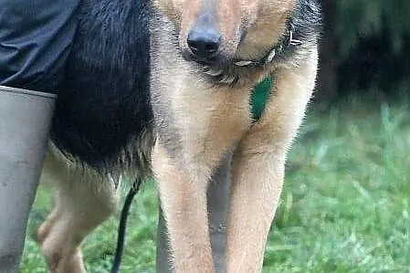 HEKSA - owczarkowata, sympatyczna sunia do adopcji