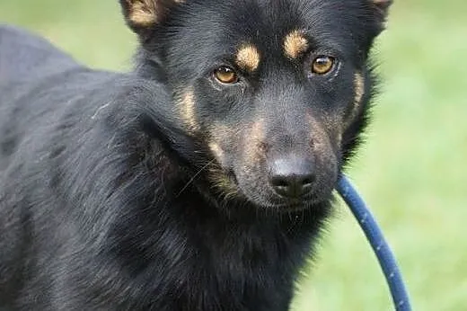 Młoda, wesoła Kurka, przyjazna sunia szuka domu,  Kundelki cała Polska