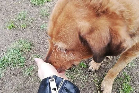 Piękny labek o dobrej duszy najtwardsze serce skruszy... LEJLA!, Gliwice, Śląskie, Gliwice