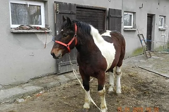 Sprzedam dwa srokate ogierki