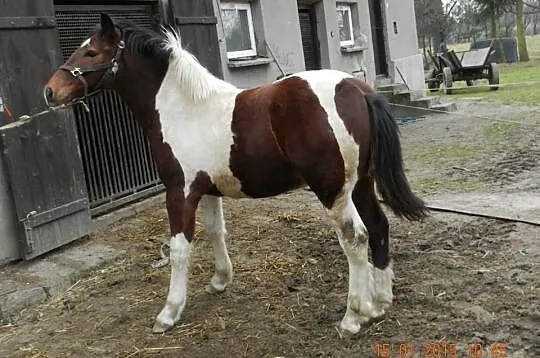 Sprzedam dwa srokate ogierki