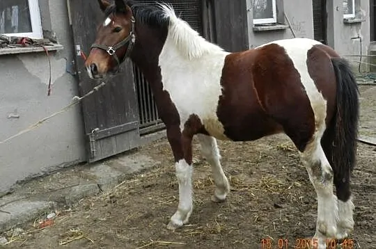 Sprzedam dwa srokate ogierki