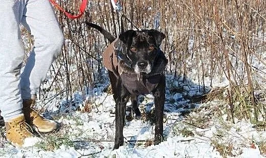 Przyjacielski psiak Tofik szuka domu, dolnośląski
