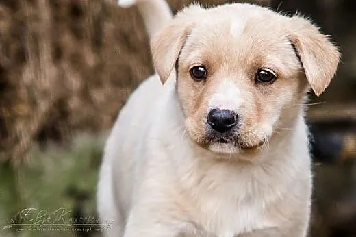 ERGO - kochany 7 tyg. BISZKOPTOWY SZCZENIAK do adopcji,  śląskie Katowice
