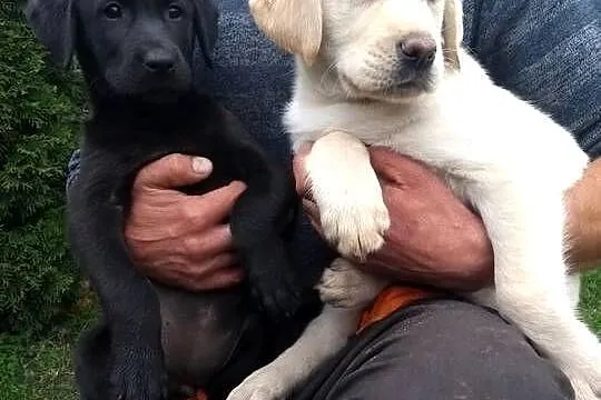 Labrador szczeniaki czarne I biszkoptowe