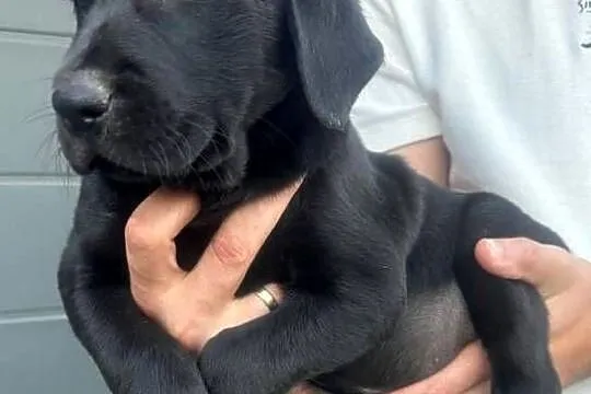 Labrador szczeniaki czarne I biszkoptowe, Mazowieckie, Chronów