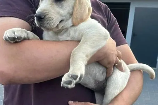 Labrador szczeniaki czarne I biszkoptowe, Mazowieckie, Chronów