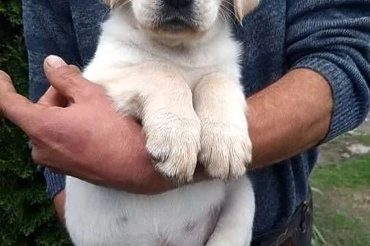 Labrador szczeniaki czarne I biszkoptowe, Mazowieckie, Chronów