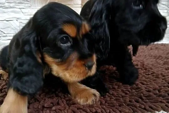 Szczenięta Cocker Spaniel Angielski