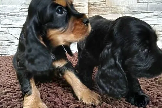 Szczenięta Cocker Spaniel Angielski, Łódzkie, Sieradz