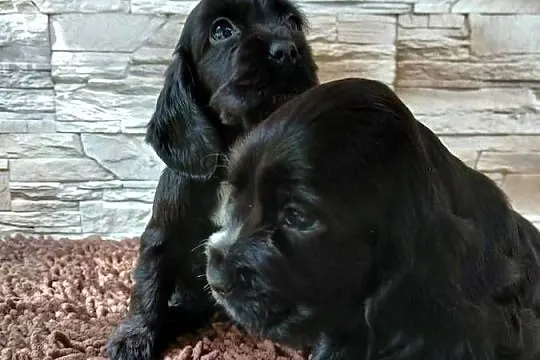 Szczenięta Cocker Spaniel Angielski, Łódzkie, Sieradz