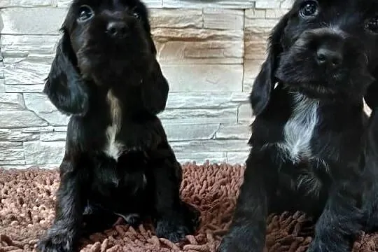 Szczenięta Cocker Spaniel Angielski, Łódzkie, Sieradz