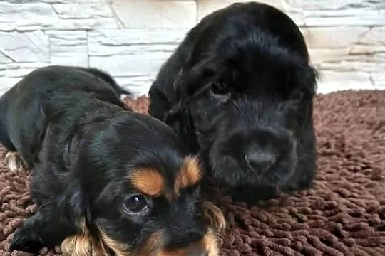 Szczenięta Cocker Spaniel Angielski, Łódzkie, Sieradz