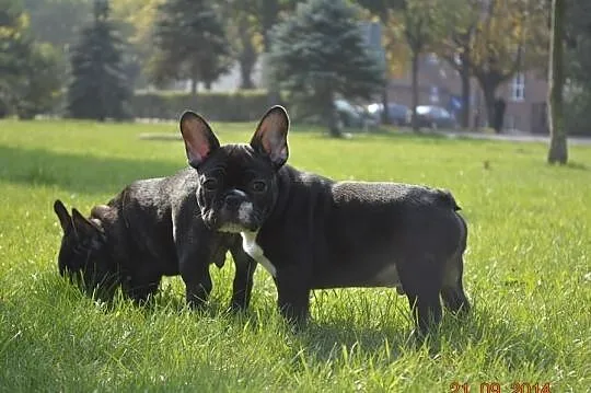 Buldog Francuski szczeniakirodowodowe FCI po Ch.P