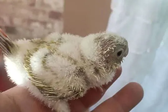 Rudosterki ręcznie karmione sprzedam, Łódzkie, Zgierz