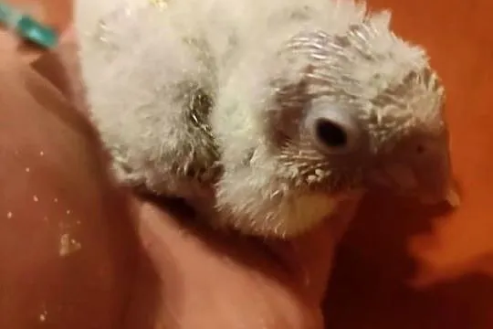 Rudosterki ręcznie karmione sprzedam, Łódzkie, Zgierz