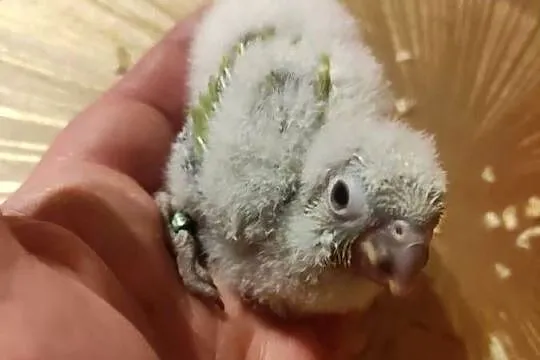 Rudosterki ręcznie karmione sprzedam, Łódzkie, Zgierz