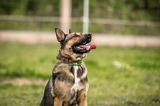 Kimba - jeśli szukasz aktywnego kompana to właśnie