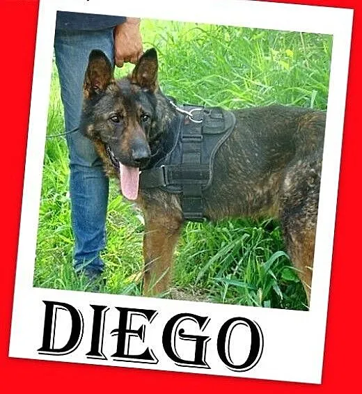 Owczarek niem.duży,młody,przyjazny, pies DIEGO do