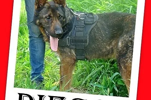 Owczarek niem.duży,młody,przyjazny, pies DIEGO do 