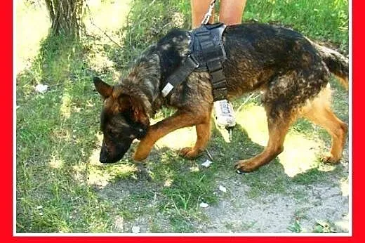 Owczarek niem.duży,młody,przyjazny, pies DIEGO do 