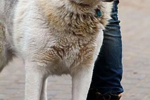 TUNDRA piękna sunia w typie ras północnych, mądra,