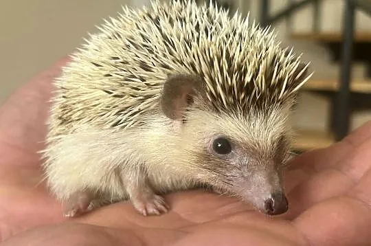 Jeż Jeżyk pigmejski - 8 tyg mega oswojone, Łódzkie, Karlin