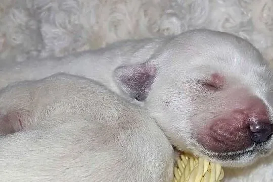 Szczenięta Golden Retriever ZKWP FCI