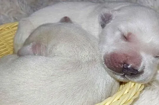 Szczenięta Golden Retriever ZKWP FCI, Mazowieckie, Łochów
