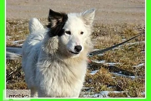 Średni 10 kg psiak PIRAT,przyjazny,kontaktowy.Adop