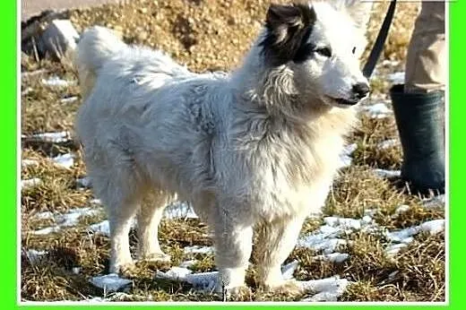 Średni 10 kg psiak PIRAT,przyjazny,kontaktowy.Adop