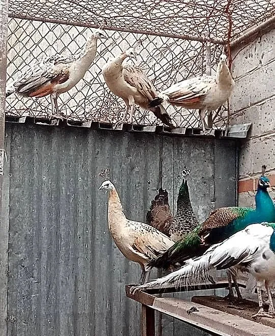 Pawie różne, Małopolskie, Wawrzeńczyce