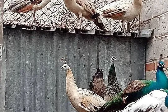 Pawie różne, Małopolskie, Wawrzeńczyce
