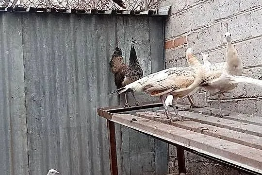 Pawie różne, Małopolskie, Wawrzeńczyce