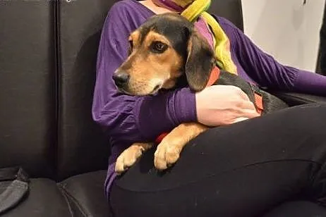Piękna suczka a'la Beagle szuka domu! :),  mazowie