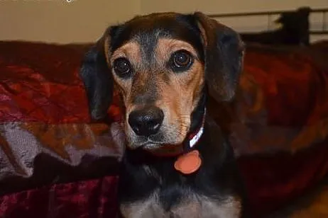 Piękna suczka a'la Beagle szuka domu! :),  mazowie