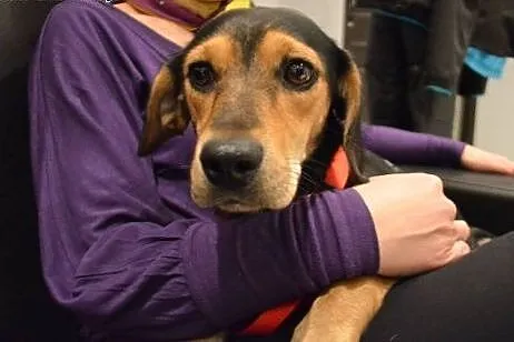 Piękna suczka a'la Beagle szuka domu! :),  mazowie
