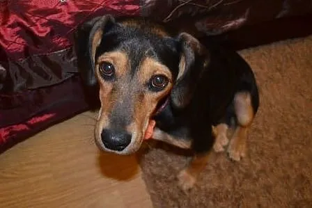 Piękna suczka a'la Beagle szuka domu! :),  mazowie