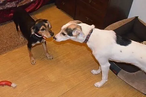 Piękna suczka a'la Beagle szuka domu! :),  mazowie
