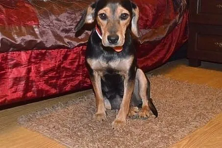 Piękna suczka a'la Beagle szuka domu! :),  mazowie