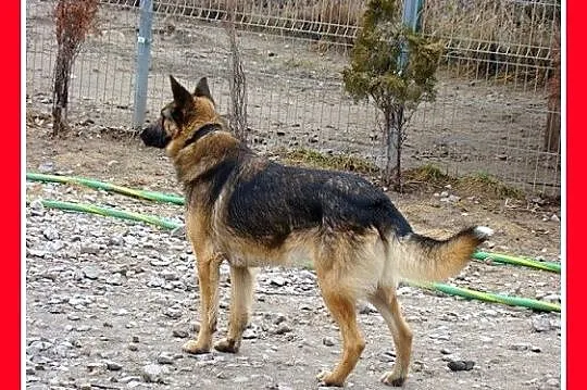 KADMIR pies stróżujacy w typie owczarka, spokojny,