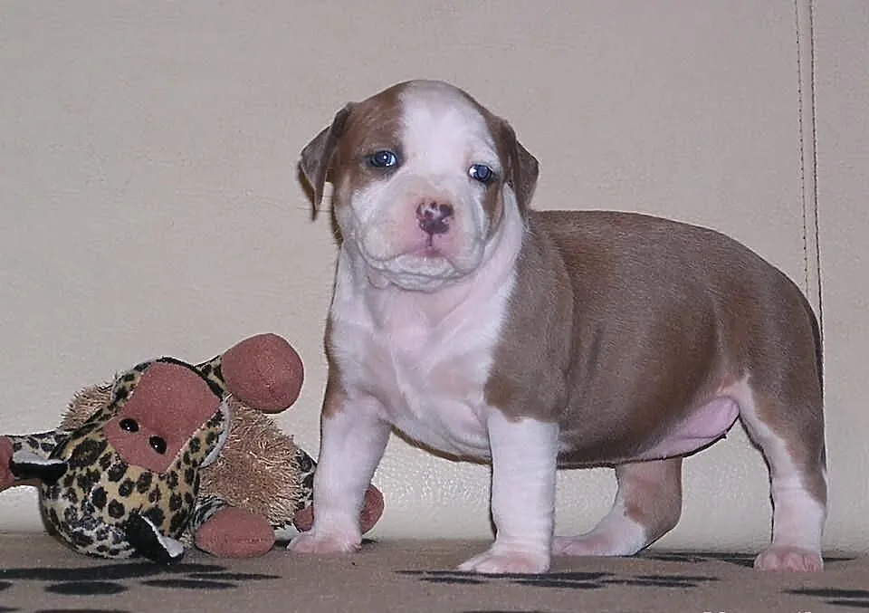 Amstaff FCI , American Staffordshire Terrier, ZKwP