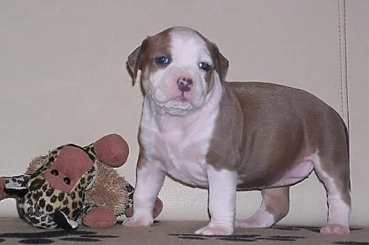 Amstaff FCI , American Staffordshire Terrier, ZKwP