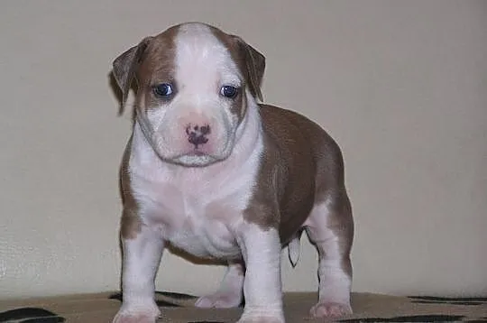 Amstaff FCI , American Staffordshire Terrier, ZKwP