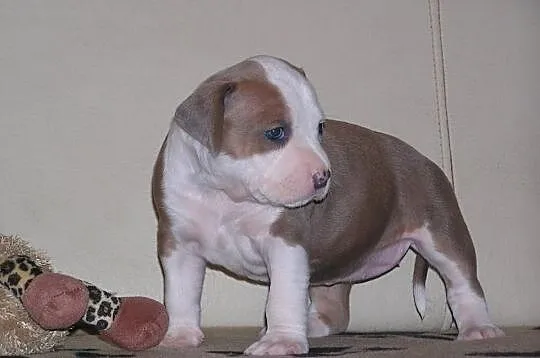 Amstaff FCI , American Staffordshire Terrier, ZKwP