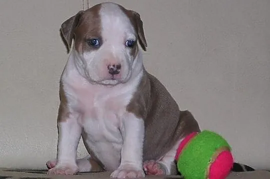 Amstaff FCI , American Staffordshire Terrier, ZKwP