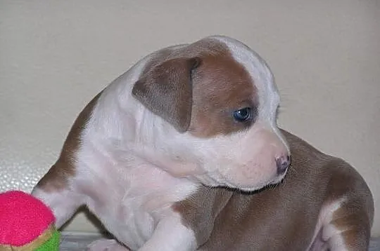 Amstaff FCI , American Staffordshire Terrier, ZKwP